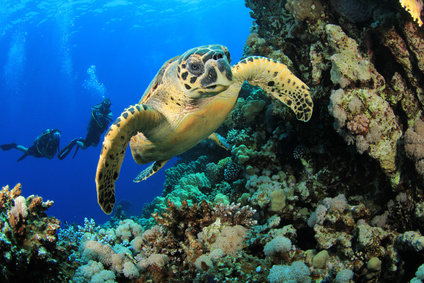 plong&eacute;e deshaies tortue