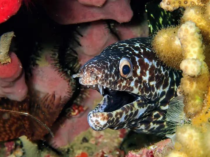 Murène tachetée observée dans le récif lors d’une plongée en Guadeloupe.