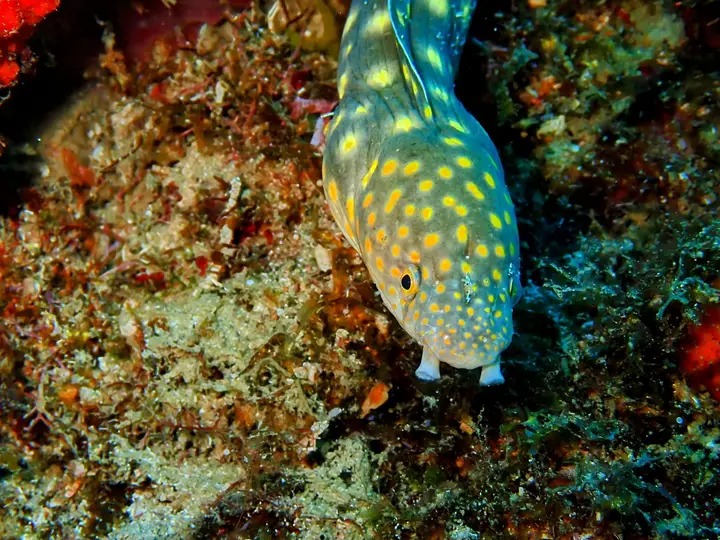 serpentine cachée dans le récif en Guadeloupe.